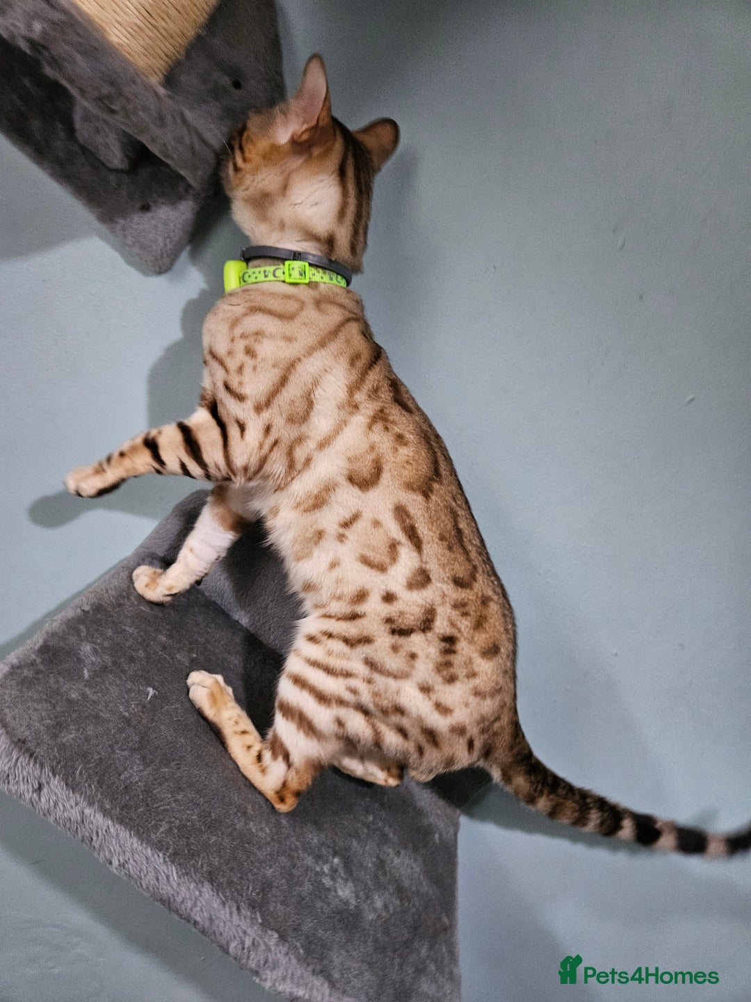 Bengal cats for sale: Snow bengal kittens for loving homes  - Image 5
