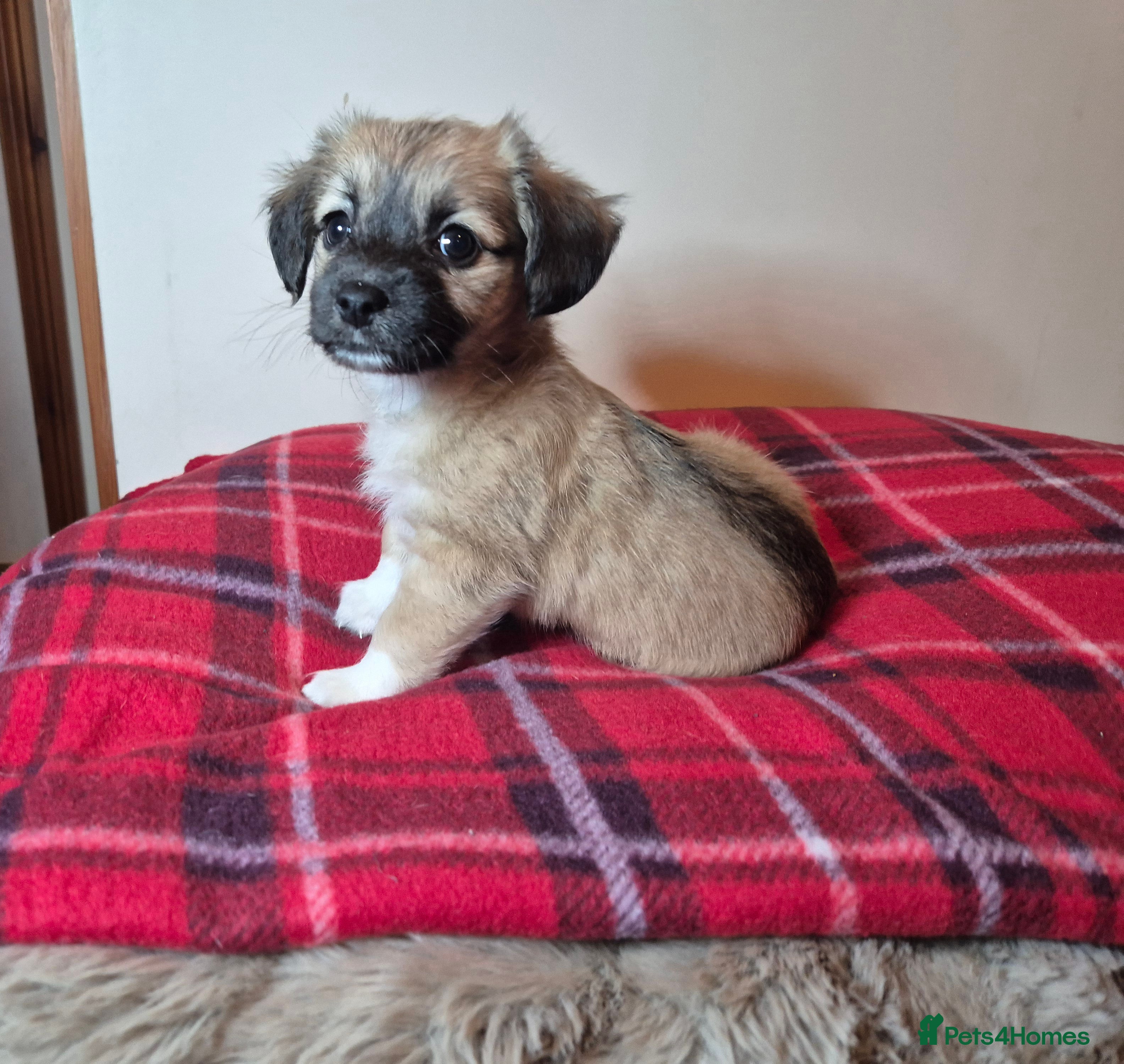 Chihuahua dogs Chihuahua puppies girls  - Advert 1