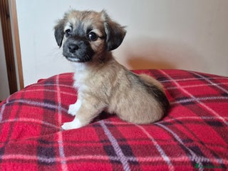 Chihuahua dogs Chihuahua puppies girls - Advert 1