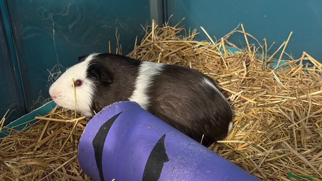 Guinea Pig rodents for sale: Single and Bonded Boars - Image 4