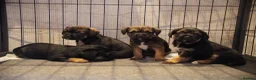 Border Terrier dogs for sale: KC Border Terrier pups - Advert 1
