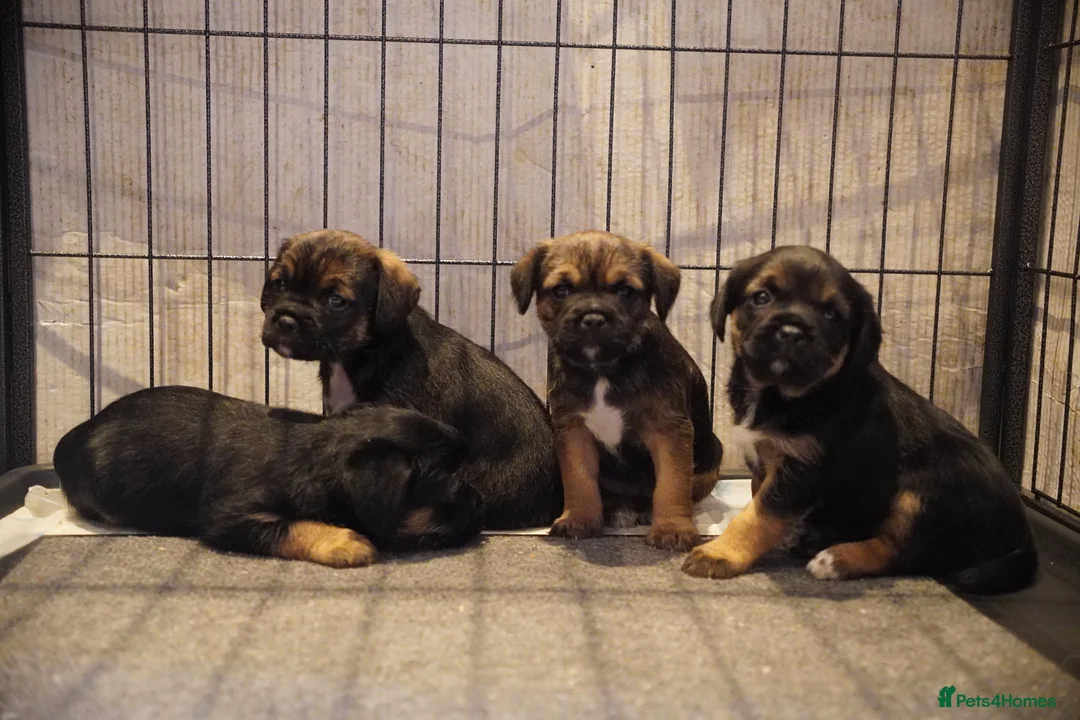 Border Terrier dogs for sale: KC Border Terrier pups - Advert 1