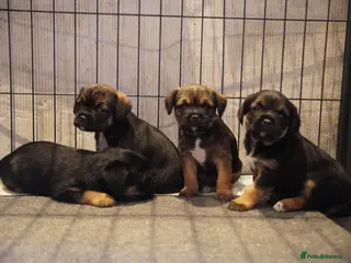 Border Terrier dogs KC Border Terrier pups - Advert 2