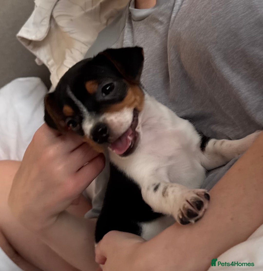 Jack Russell dogs for sale: Female jack Russell puppy  - Image 2