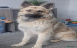 German Shepherd dogs for sale: German shepard  - Image 1
