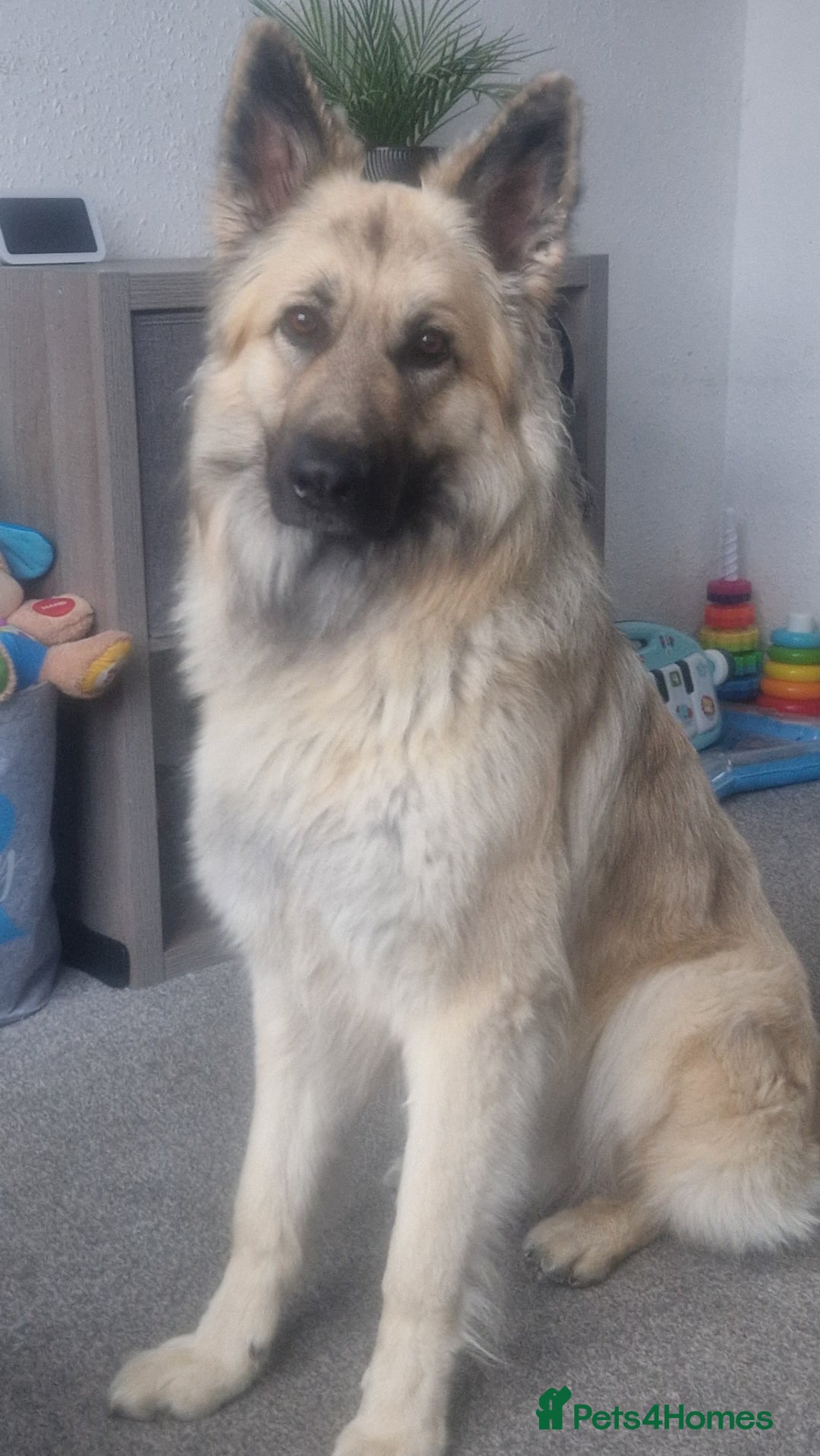 German Shepherd dogs for sale: German shepard  - Image 1