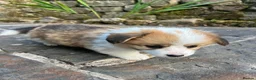 Welsh Corgi Pembroke dogs for sale: KC Registered Pembroke Welsh Corgi Puppies - Advert 3