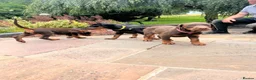 Dobermann dogs for sale: health tested Kc Reg dobermann puppies - Advert 5