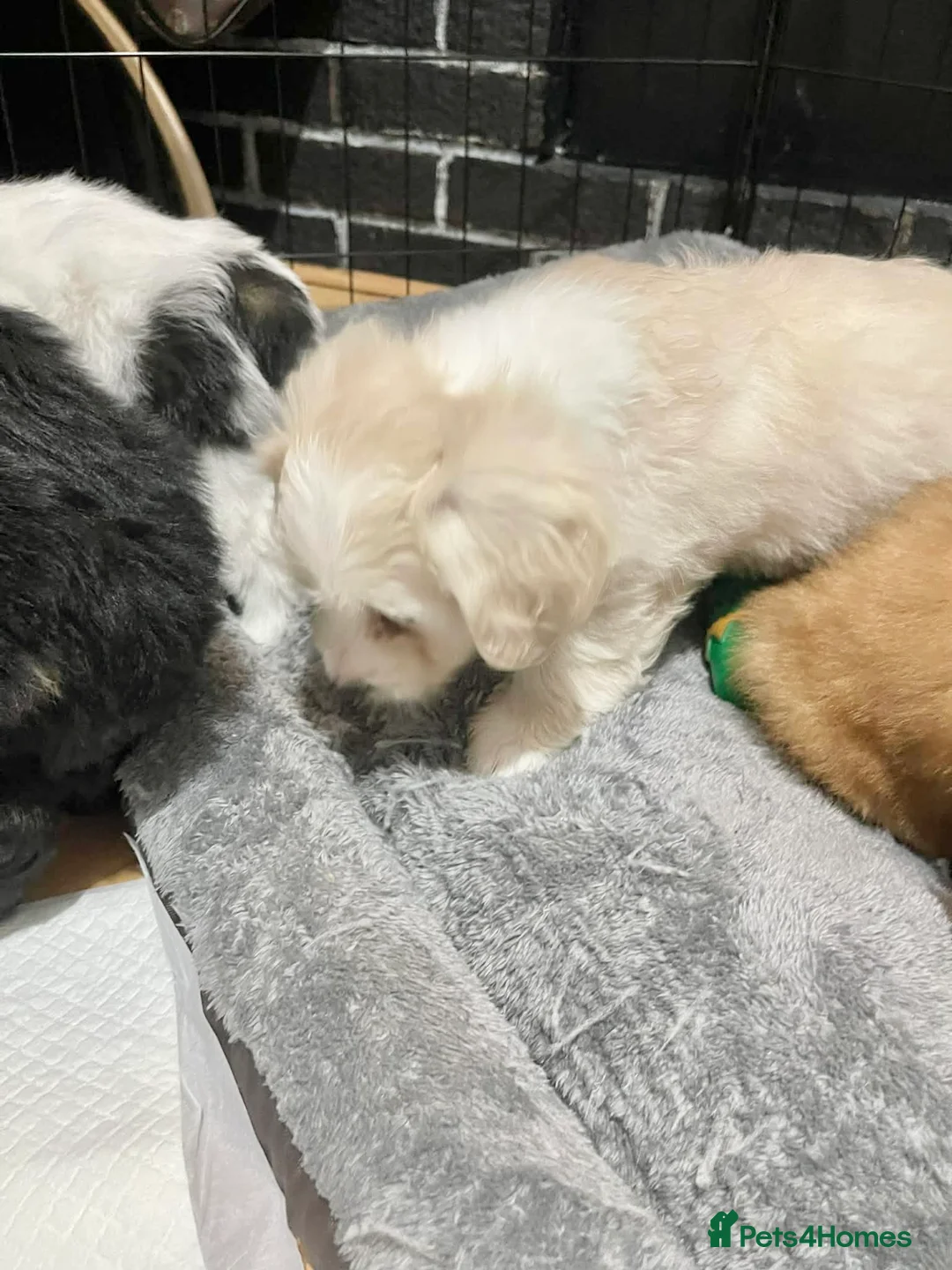 Malshi dogs for sale: Malshi  - Advert 16