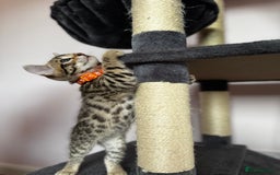 Bengal cats for sale: 🐆✨[REDUCED TO CLEAR!!] LAST THREE PURE BENGAL’S❤️ - Image 21