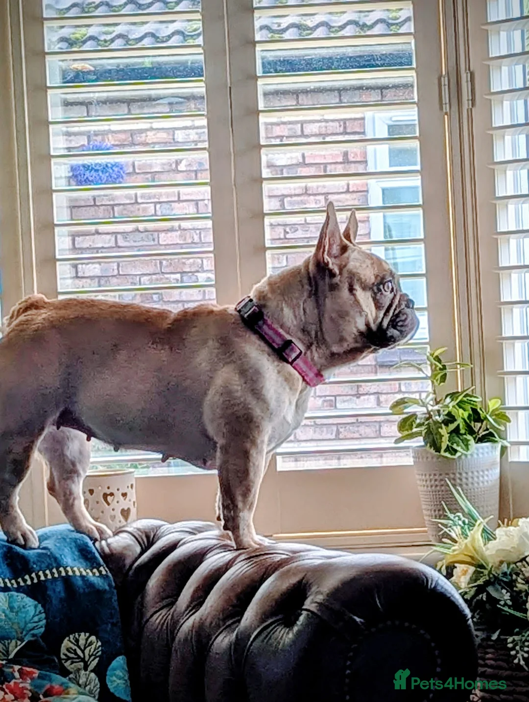 French Bulldog dogs for sale: Elsa French bulldog  - Advert 4