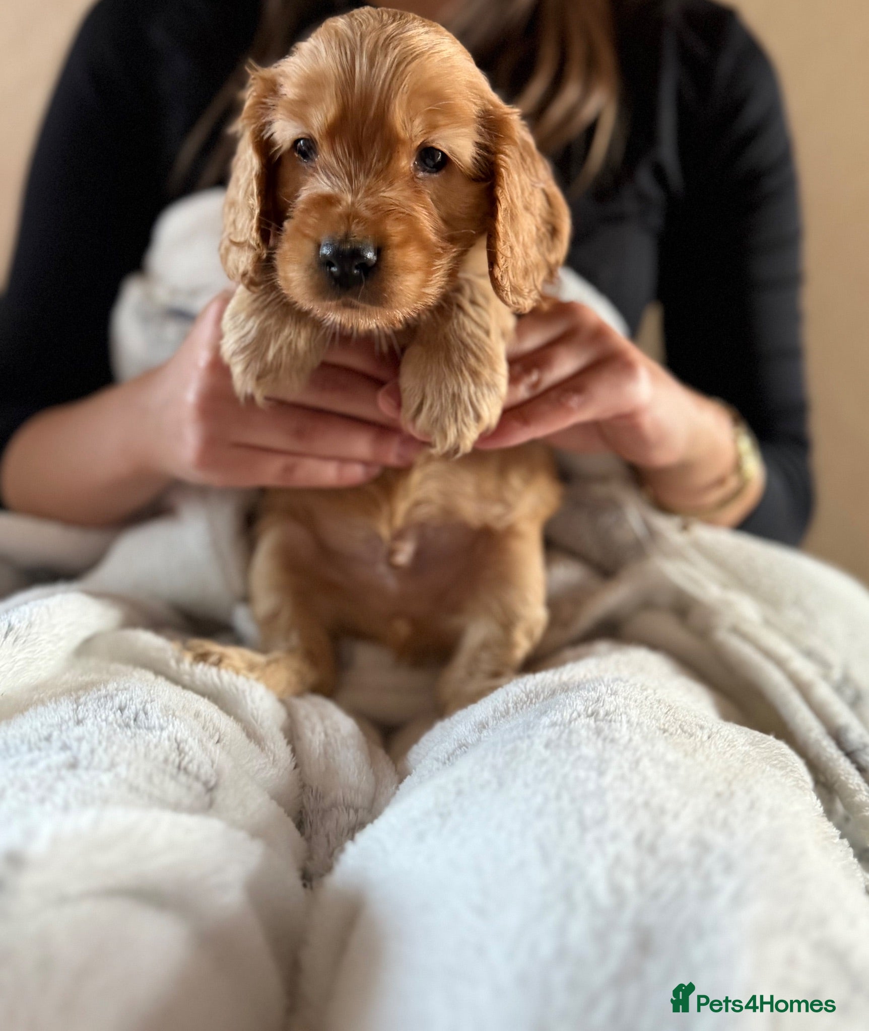 Cocker Spaniel dogs (4 left) KC show type cocker spaniel puppies - Advert 2