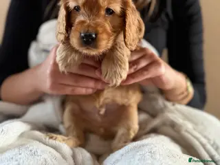 Cocker Spaniel dogs (4 left) KC show type cocker spaniel puppies - Advert 2