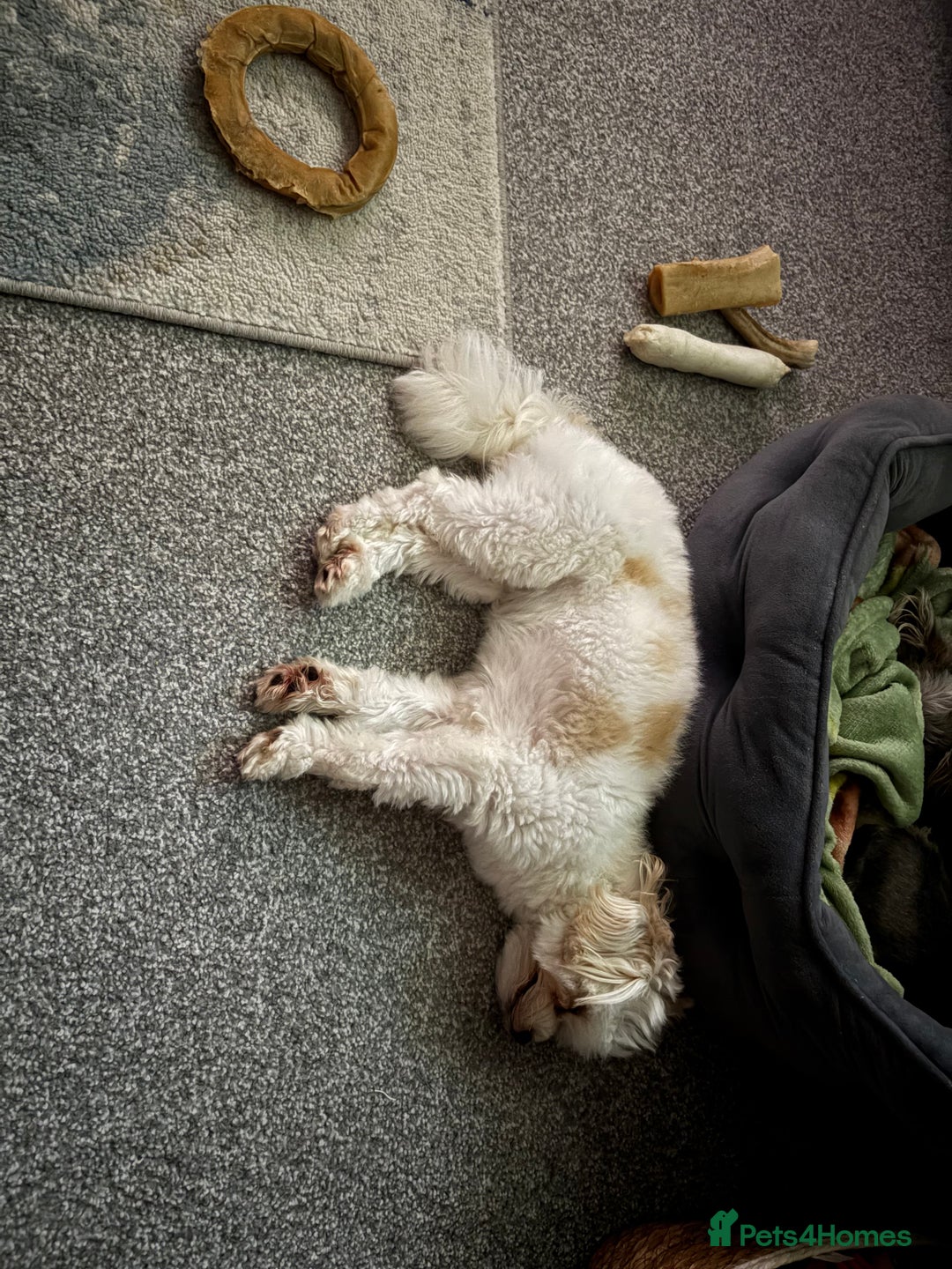 Maltipoo dogs for sale: Maltipoo - Image 2