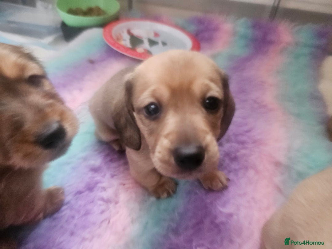 Miniature Dachshund dogs for sale: Miniature Daschund. *2 left* - Advert 3