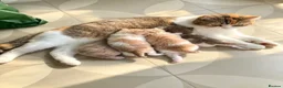 Scottish Fold cats for sale: SCOTISH FOLD FEMALE - Advert 1