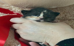 Ragdoll cats for sale: Gorgeous Ragdoll X Kittens - Solid Colours - Image 6