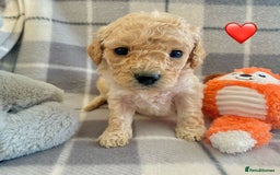 Cavapoo dogs for sale: 💖 F1B Cavapoo Puppies FULLY DNA TESTED 💖 - Image 19