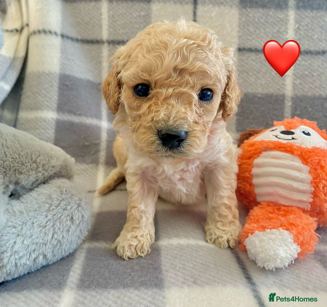Cavapoo dogs for sale: 💖 F1B Cavapoo Puppies FULLY DNA TESTED 💖 - Image 19