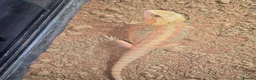 Bearded Dragon reptiles for sale: 2 Bearded dragon  - Advert 8