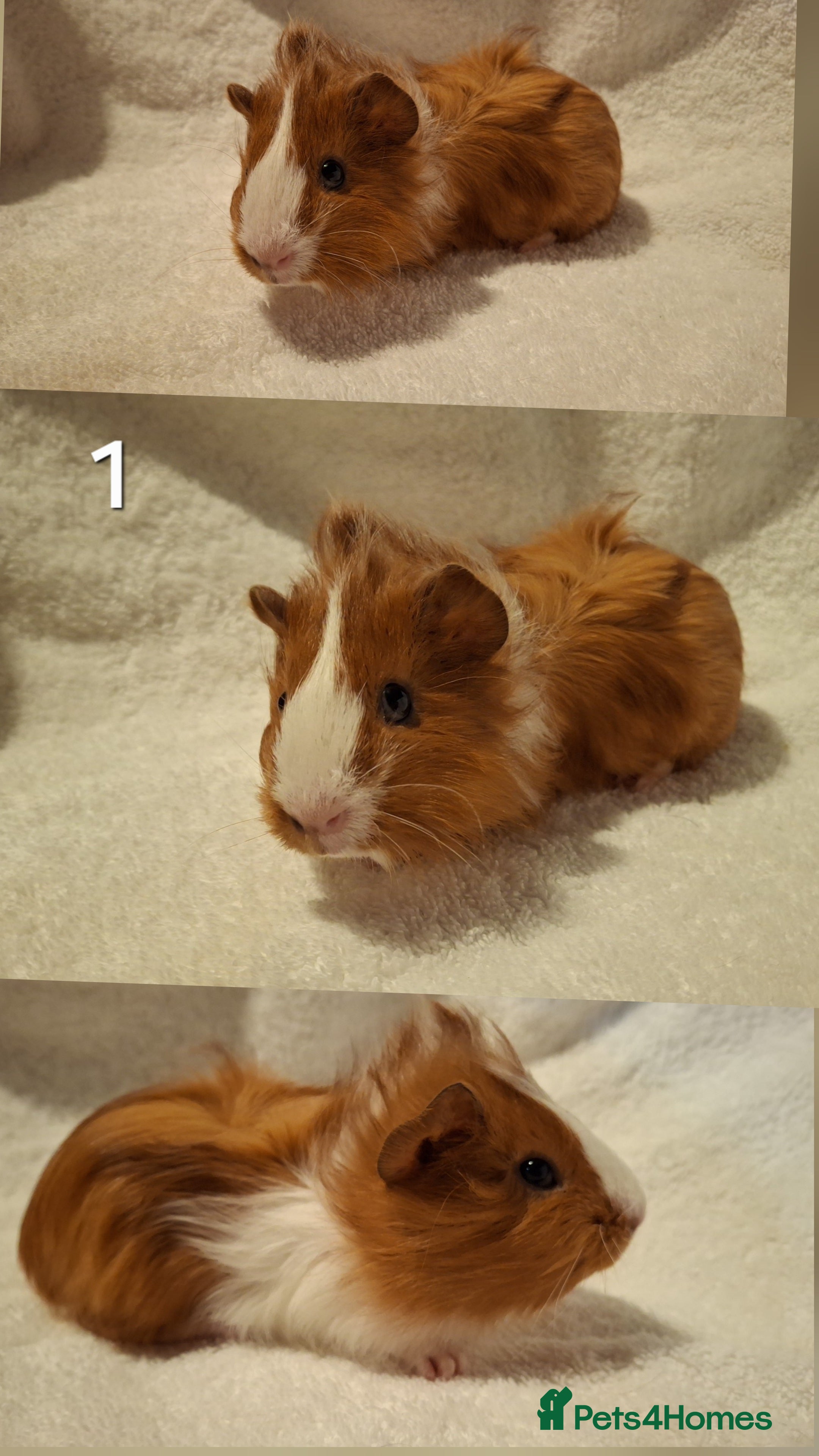 Guinea Pig rodents Lovely guineas seeking new homes 🏡  - Advert 6
