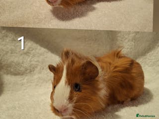 Guinea Pig rodents Lovely guineas seeking new homes 🏡 - Advert 6