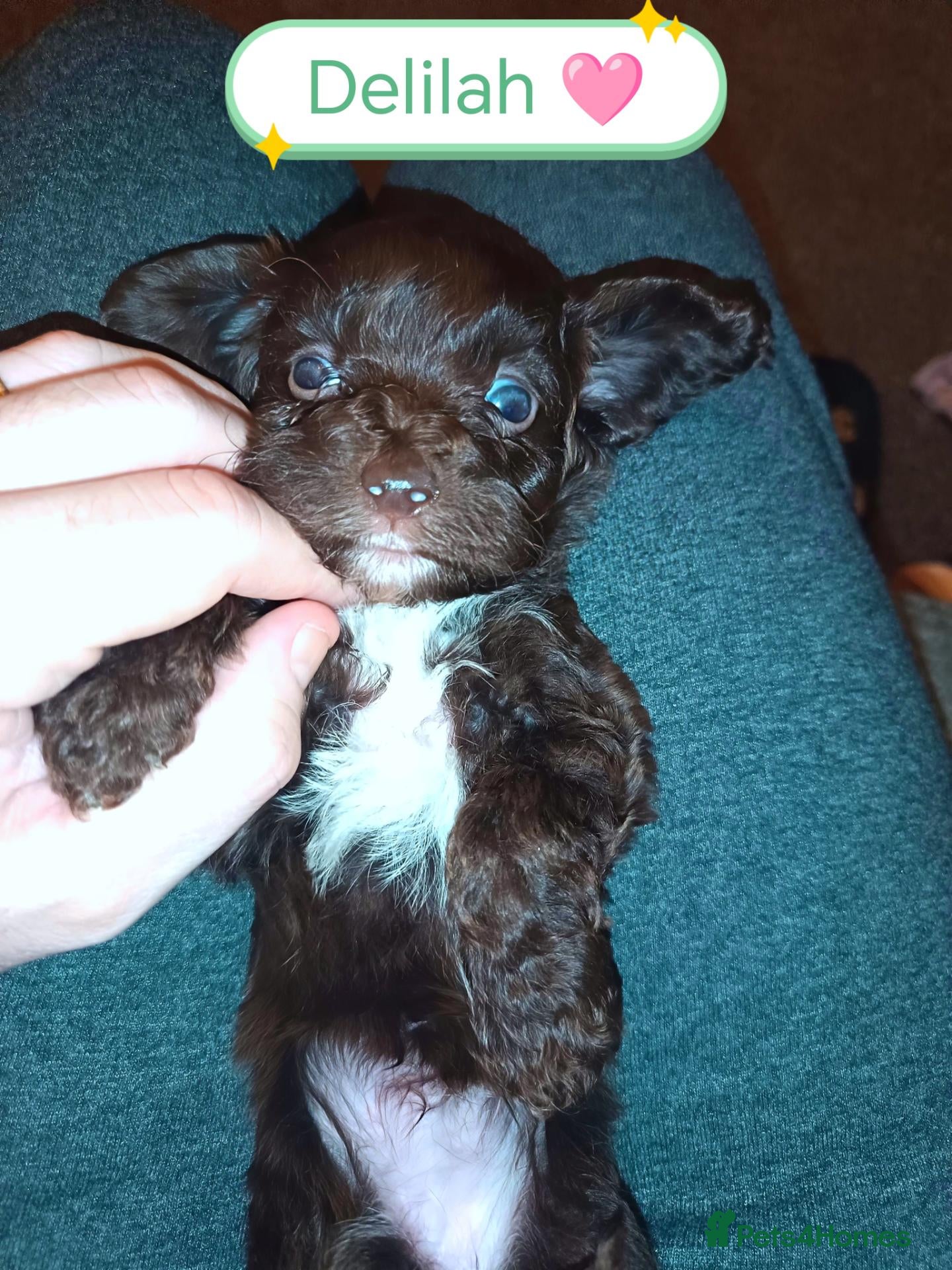 Cockapoo dogs for sale: Beautiful Cockapoo Puppies 1 Boy 3 Girls remaining - Advert 1