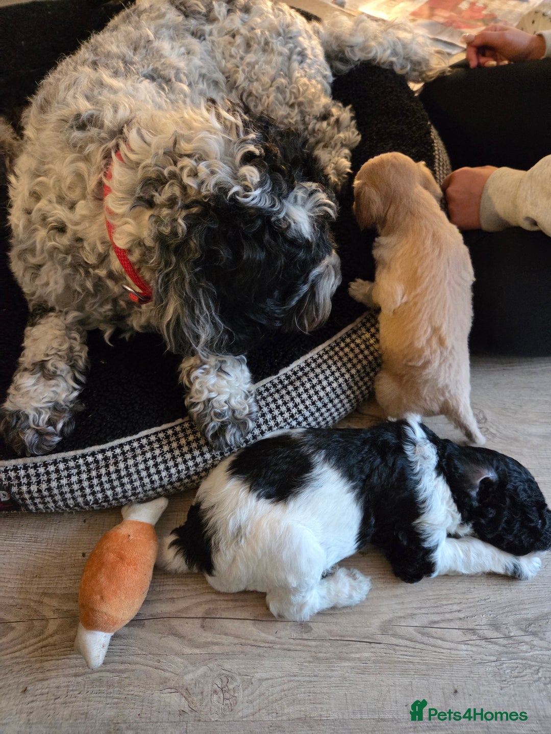 Sproodle dogs for sale: Beautiful litter of F2 Sproodles  - Image 26