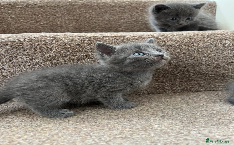 British Shorthair cats - Advert 5