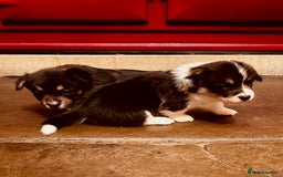Welsh Corgi Pembroke dogs for sale: 2 Tri/KC girls from health tested parents - Image 9