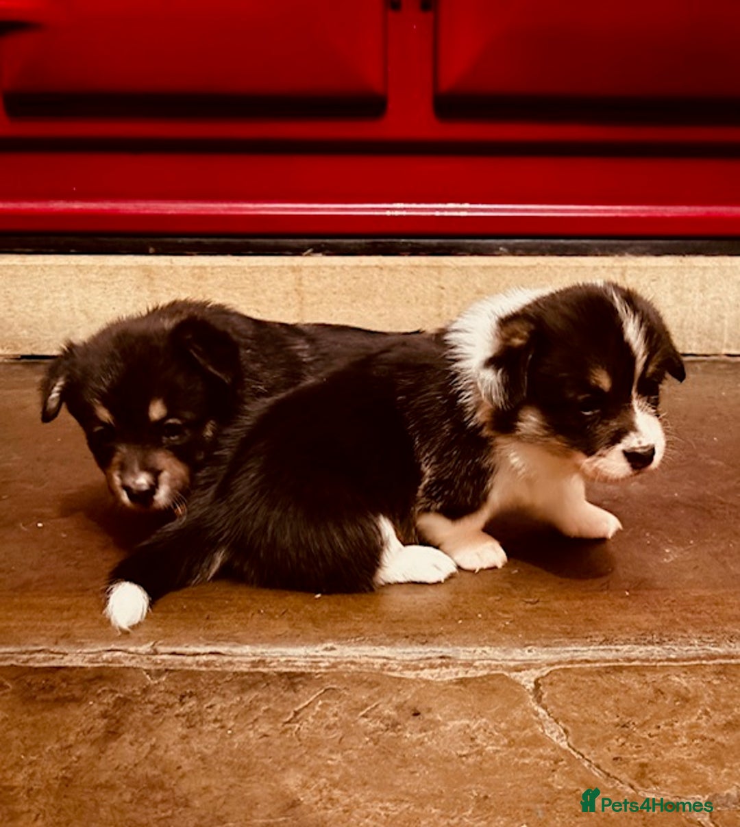 Welsh Corgi Pembroke dogs for sale: 2 Tri/KC girls from health tested parents - Image 9