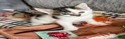 Mixed Breed cats for sale: Kittens for Sale £160 - Advert 4
