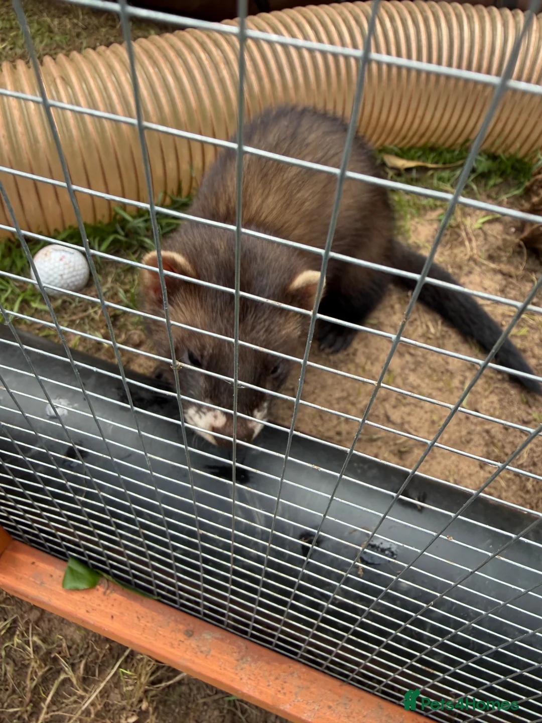 Ferret rodents for sale: Hob Sable black ferret 13 weeks old - Advert 7