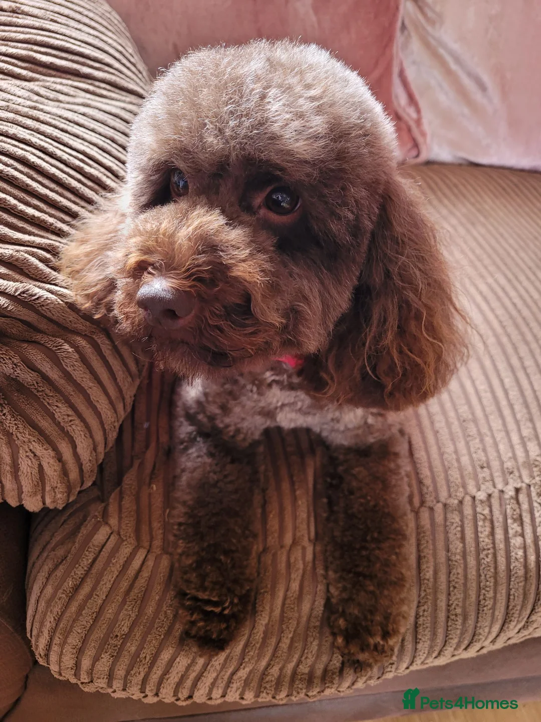 Toy Poodle dogs for sale: Chocolate toy poodle female  - Advert 2