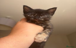 Maine Coon cats for sale: 1 girl left ready now! bengal/maine coon  - Image 8