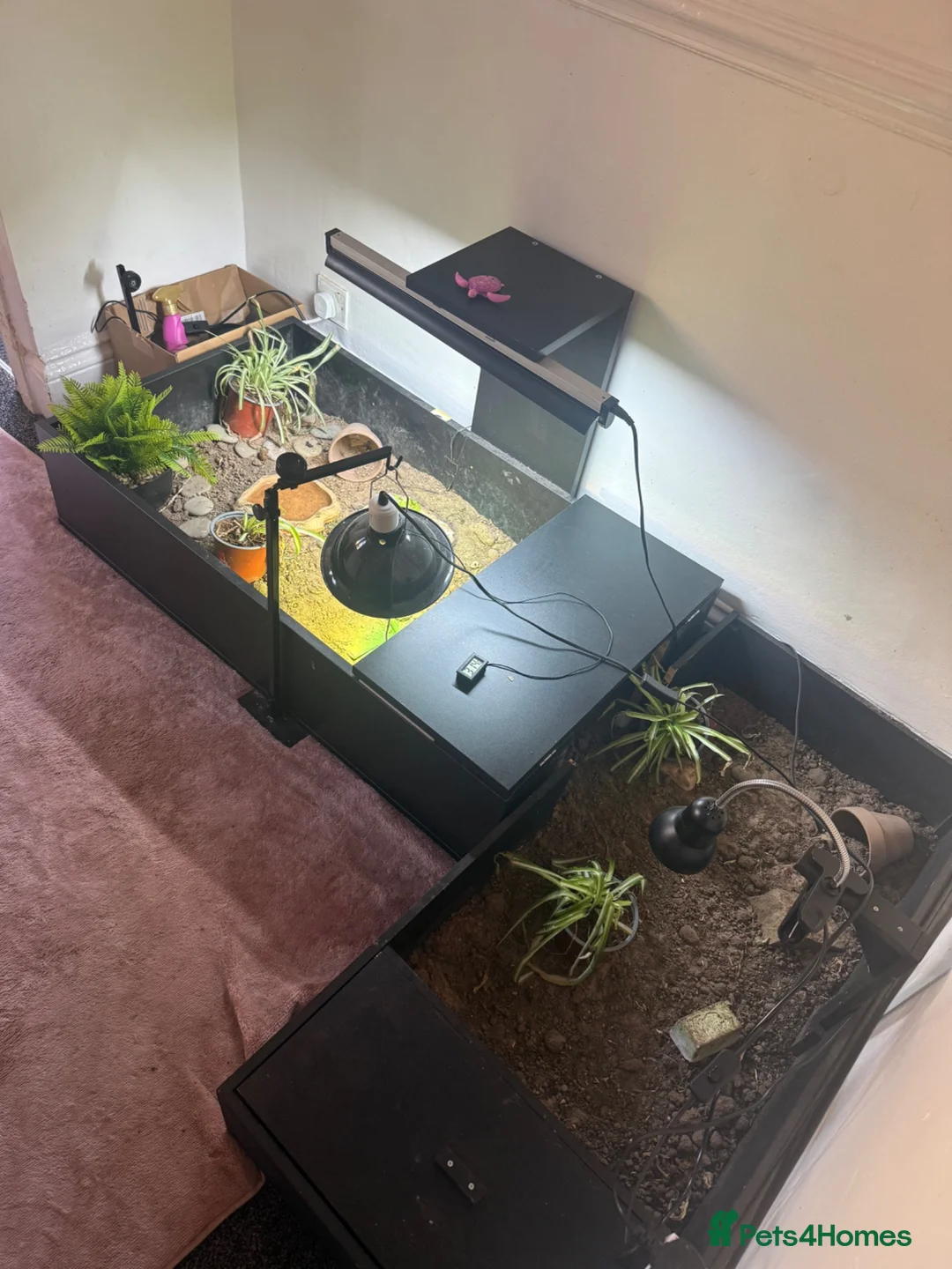 Tortoise reptiles for sale: Tortoise for sale  - Advert 1