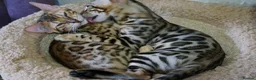 Bengal cats for sale: 💖💙 Gorgeous Bengal Kitten Ready For Thier Homes - Advert 3