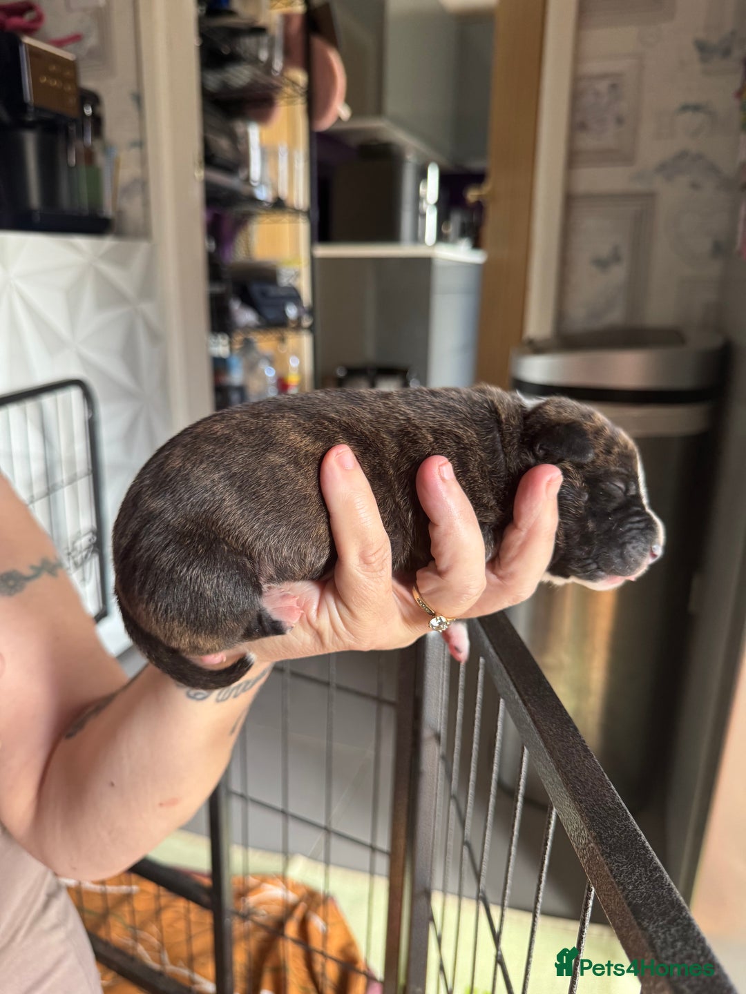 Staffordshire Bull Terrier dogs for sale: Staffordshire bull terrier puppies  - Image 3