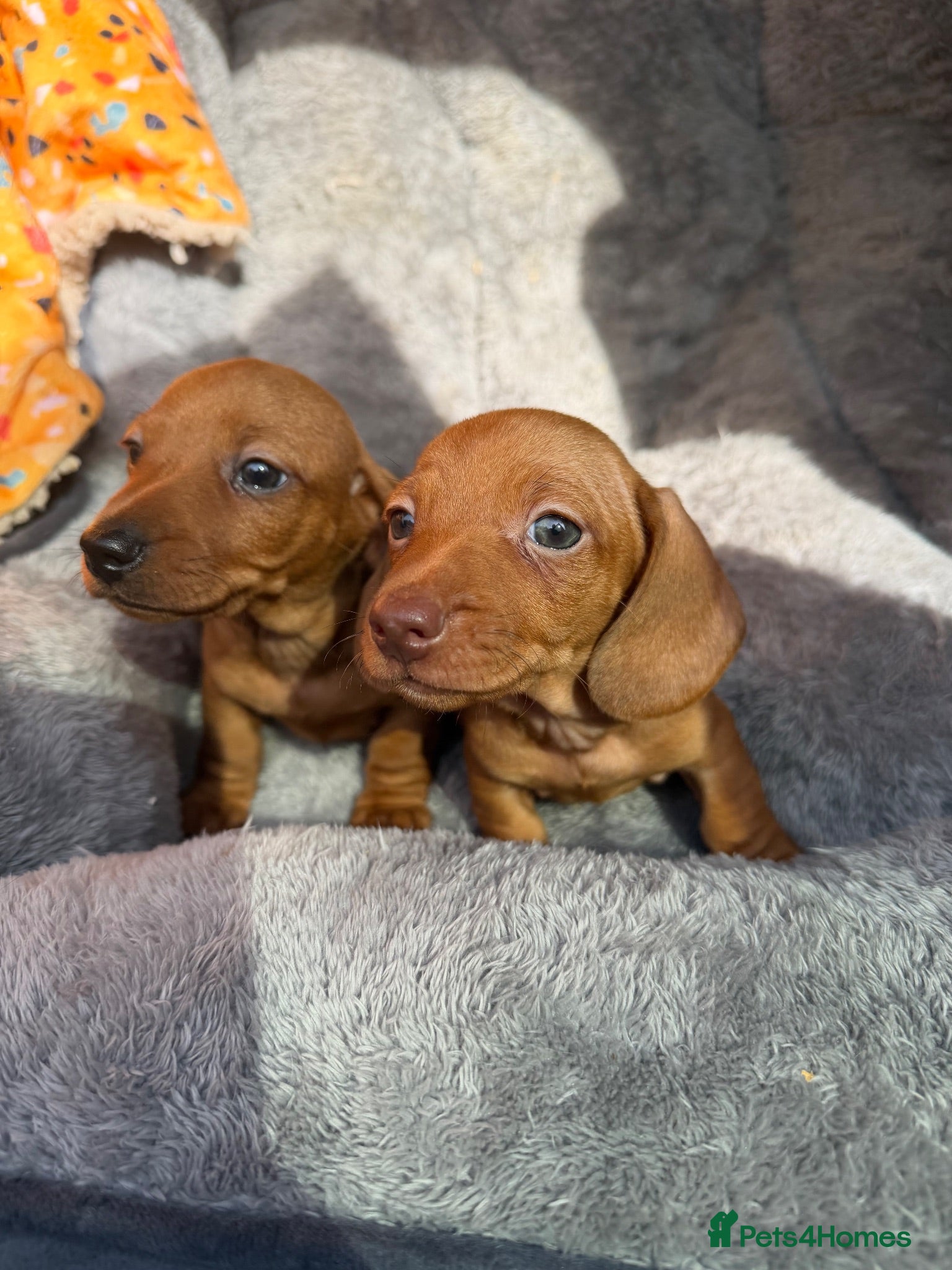 Dachshund dogs Miniature Dachshund Puppies  - Advert 2