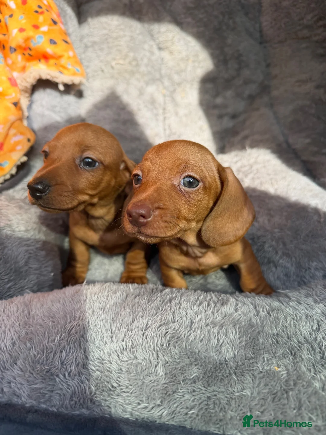 Dachshund dogs for sale: Miniature Dachshund Puppies  - Advert 1
