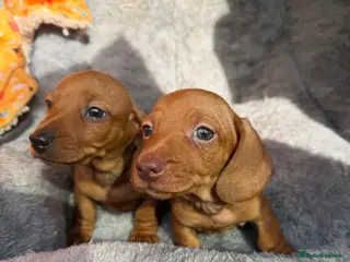 Dachshund dogs Miniature Dachshund Puppies - Advert 3