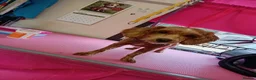Cockapoo dogs for sale: Connie the cockapoo - Advert 20