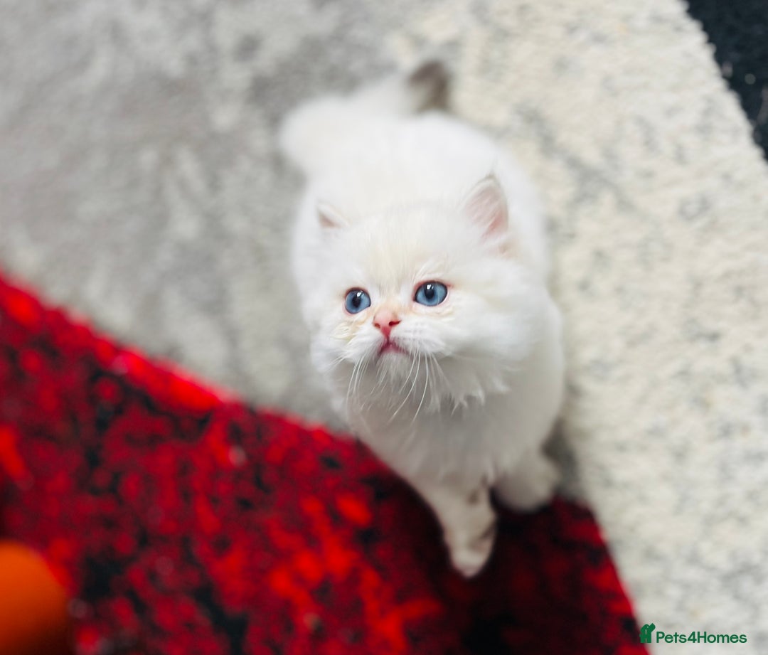 British Longhair cats for sale: 🐾🤩❤️Gold Angels - tiny stars 🐾❤️🐱 - Image 40
