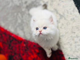 British Longhair cats - Advert 6