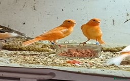 Canaries birds for sale: Young 2025 canaries  - Image 7