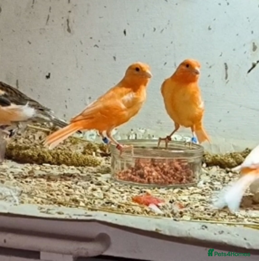 Canaries birds for sale: Young 2025 canaries  - Image 7