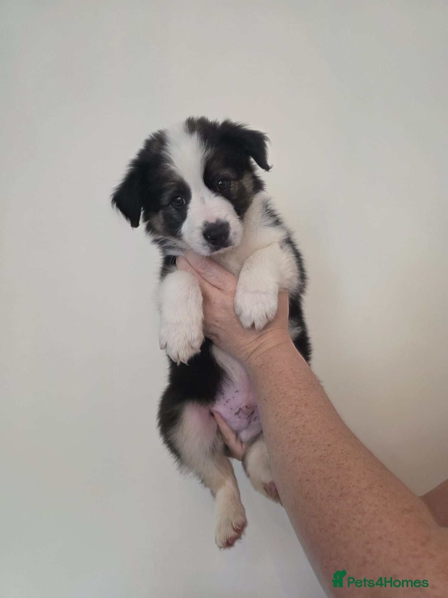 Border Collie dogs Home raised family border collie puppies - Advert 1