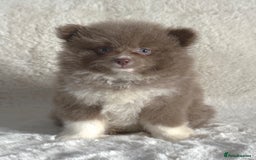 Pomsky dogs for sale: Tiny toysize Lilac Male Pomsky puppy for sale  - Image 3