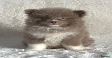 Pomsky dogs - Advert 6