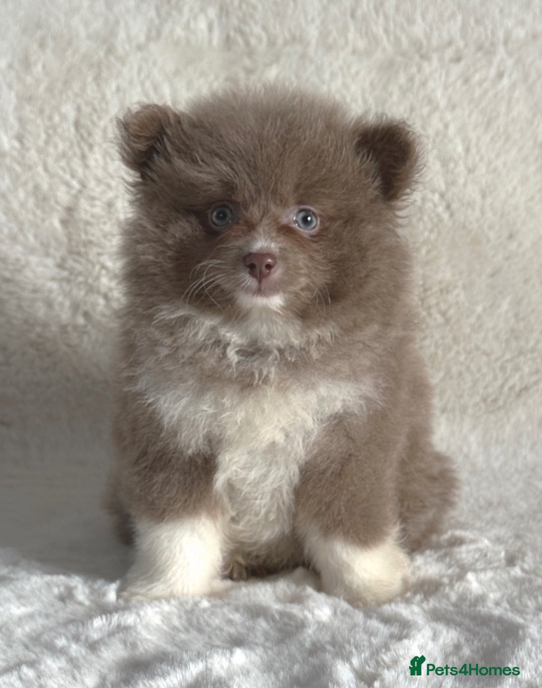Pomsky dogs for sale: Tiny toysize Lilac Male Pomsky puppy for sale  - Image 3